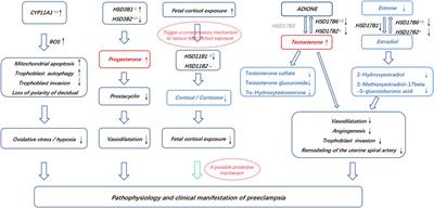 A comprehensive analysis of metabolomics and transcriptomics to reveal major metabolic pathways and potential biomarkers of human preeclampsia placenta